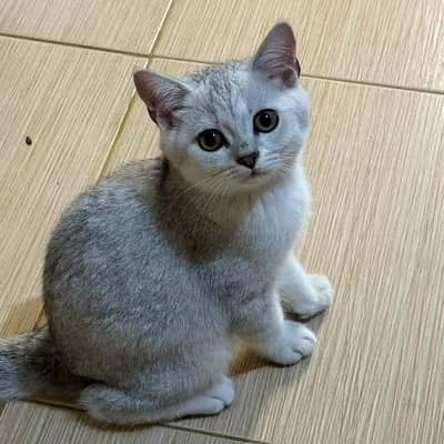British Shorthair Silver