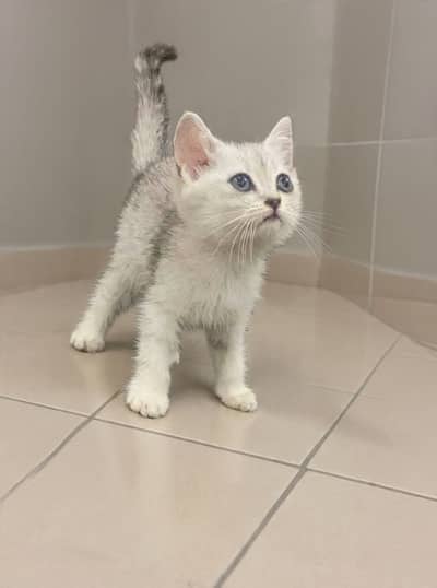 British Shorthair