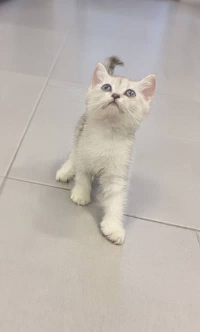 British Shorthair