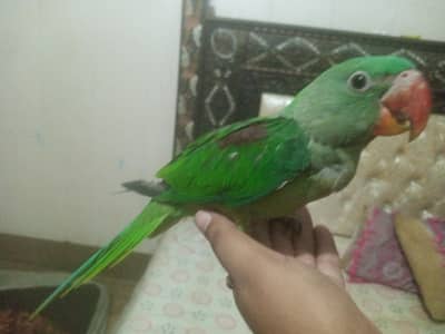 Raw Baby Parrot fully taim non bite habit