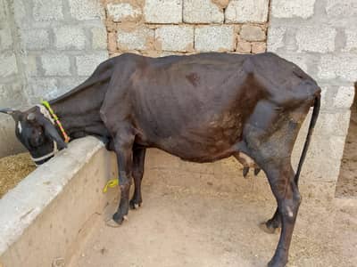 Friesian × Sahiwal Cross Cow for Sale