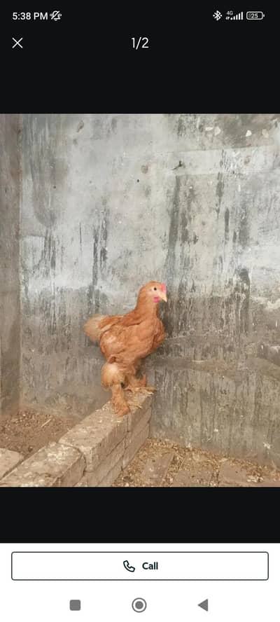 golden buff chicks
