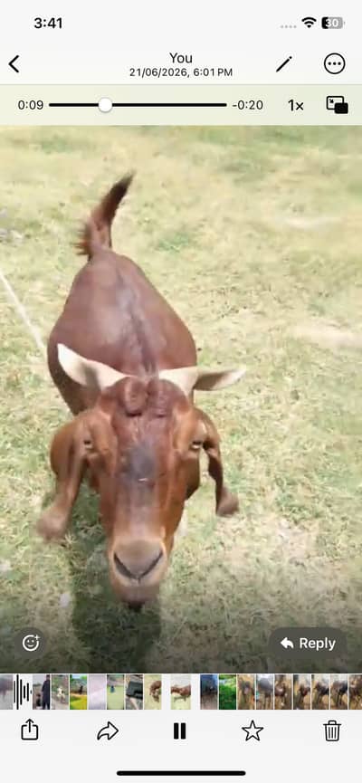 Desi bakri