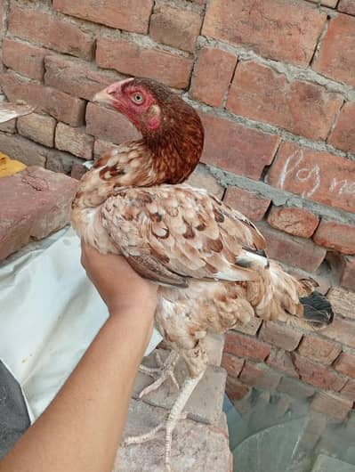 aseel murgi  for sale 03230436004
