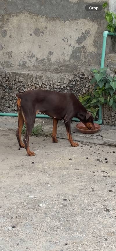 Doberman