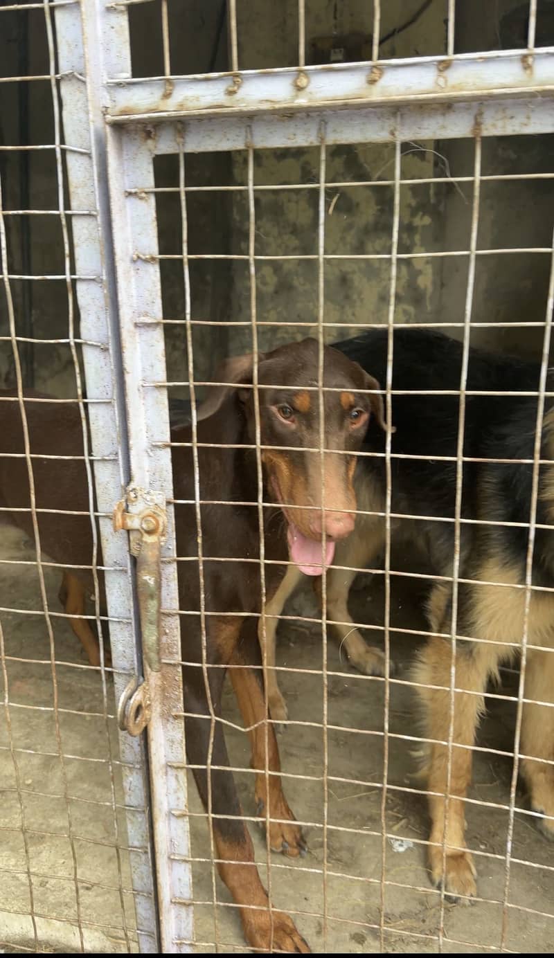 Doberman 1