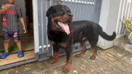 Rottweiler male stud