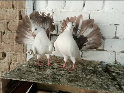 Brown Tail lakky kabootar fancy pigeon