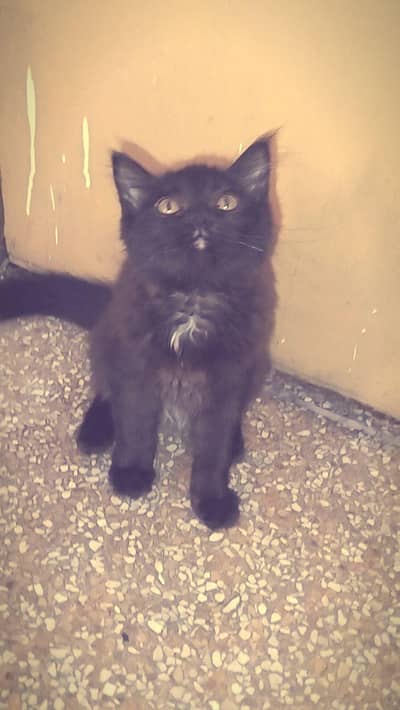 Bombay Persian cat