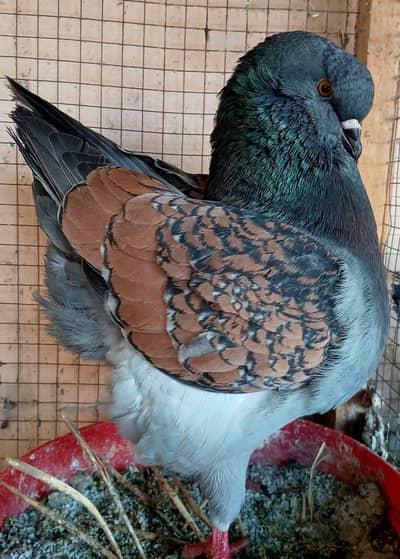 Bronze modena breeder pair available fancy peigon bird lovebirds