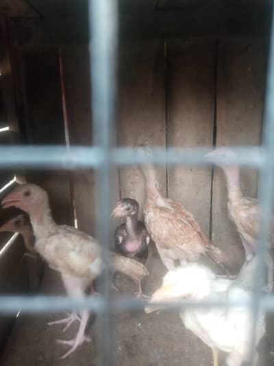 Aseel chicks for sale
