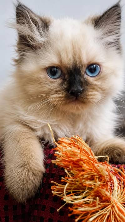 Home Breed Himalayan Mix Kittens (Male + Female Pair)