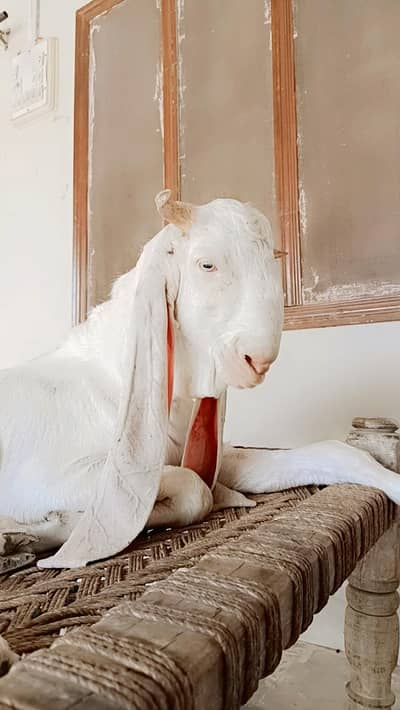 Gulabi Bakra Jumbo Size