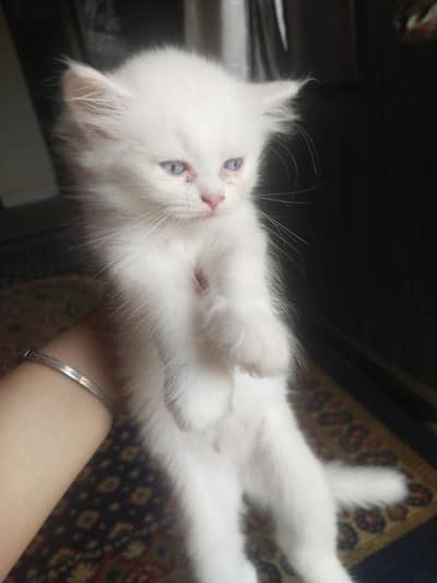 cute little pure Persian kittens