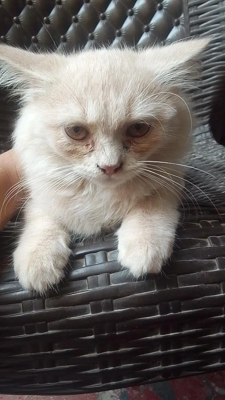 pure cream colour Persian cat ,female , 3 month ,triple coat — photo 2