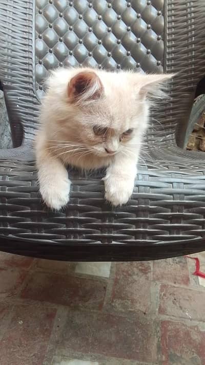 pure cream colour Persian cat ,female , 3 month ,triple coat