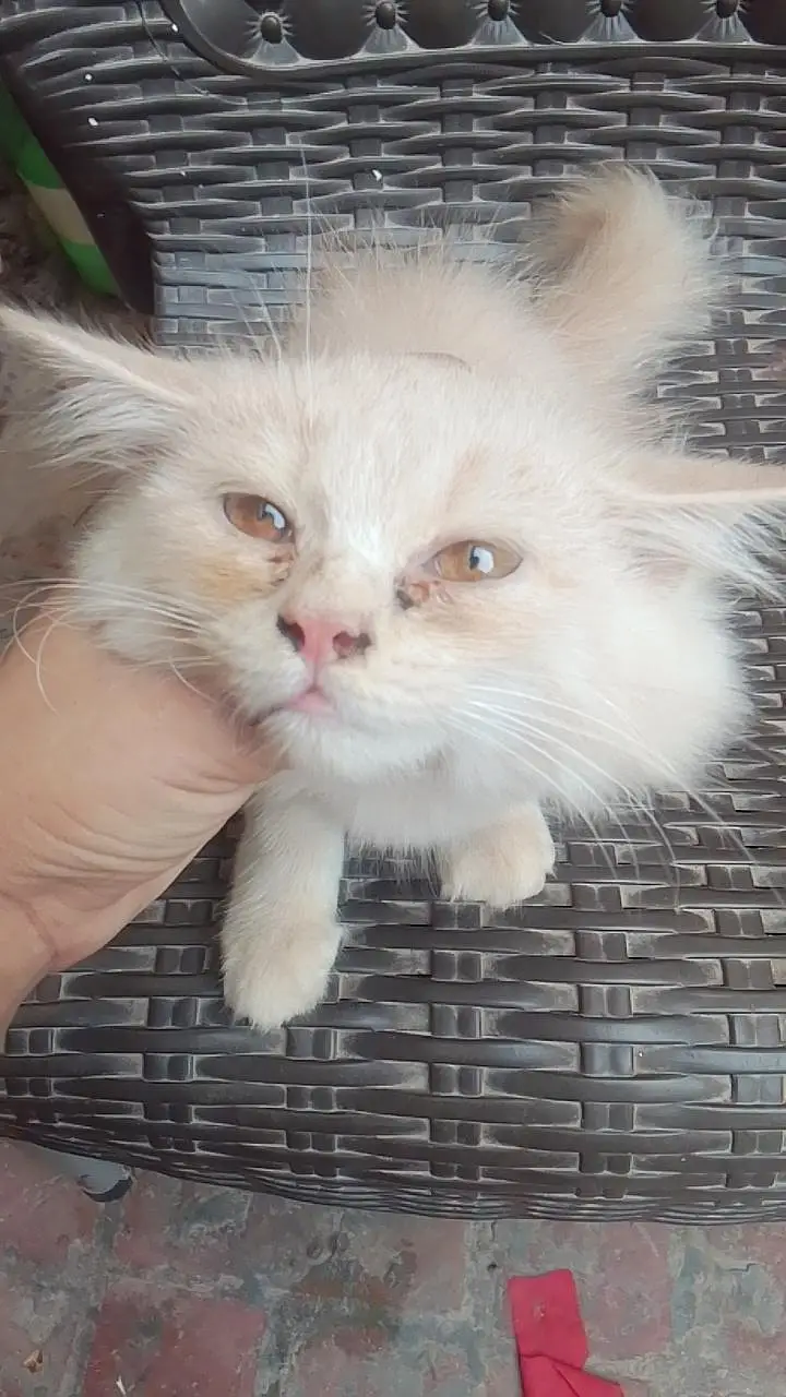 pure cream colour Persian cat ,female , 3 month ,triple coat — photo 3