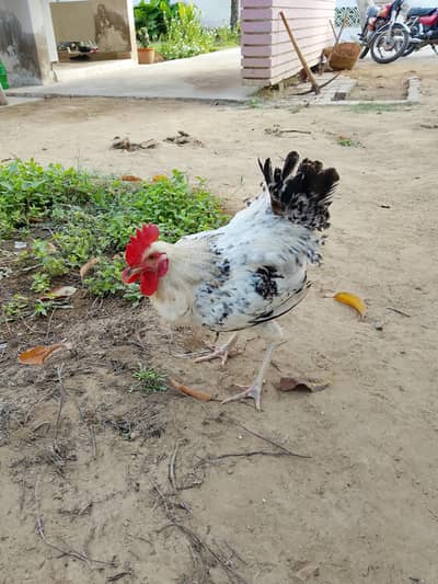 GOLDEN MISRI male murgha/rooster for salei