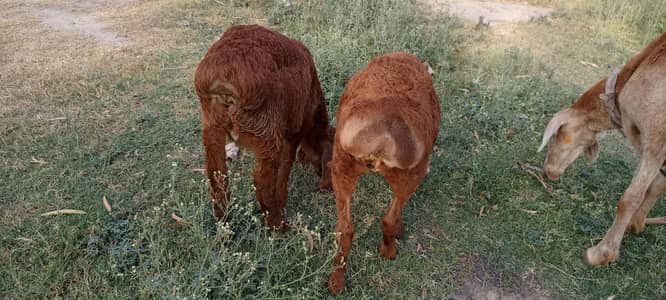 Total are three sheep