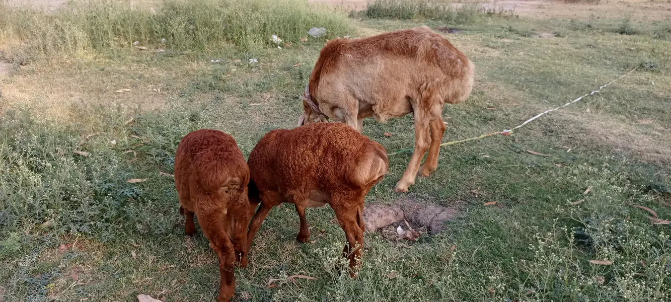 Total are three sheep — photo 2