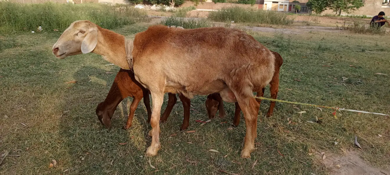 Total are three sheep — photo 3
