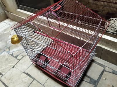 pigeons for Sale pair