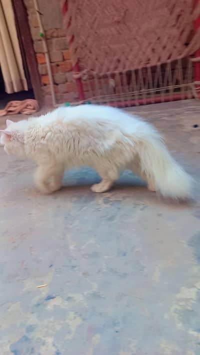 Doll face pursian female cat for sale