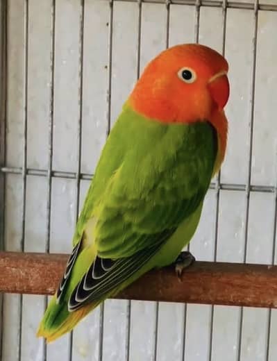 Pure fischer lovebird