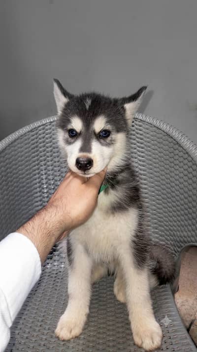 Extreme Quality Husky Puppies