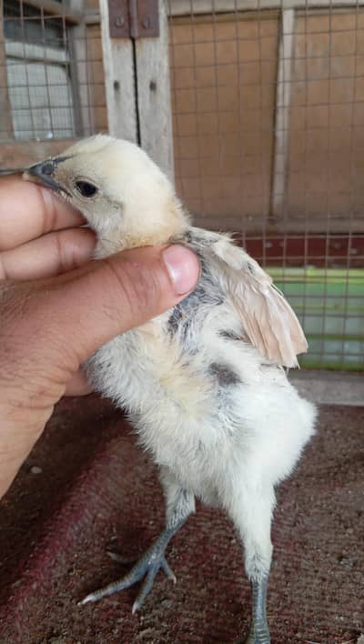 White Dragon Chiks black skin
