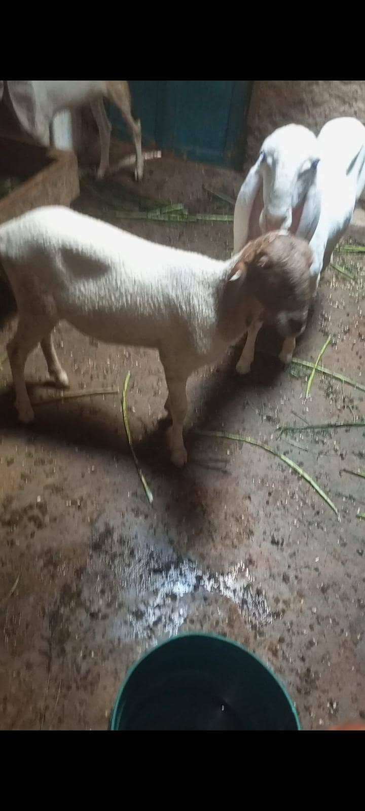 dumba 1