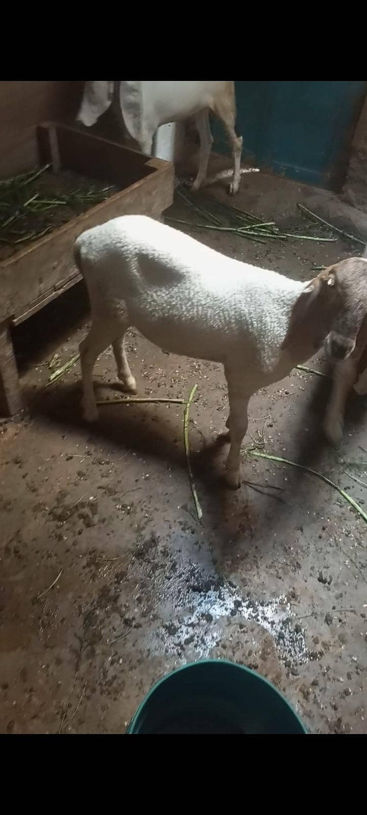 dumba 3