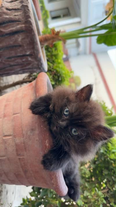 Persian cat trapal coat