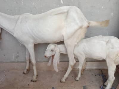 White beautiful milky Goat with female path