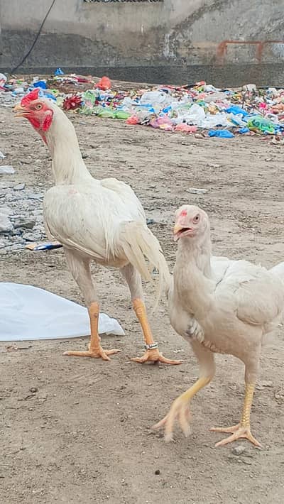  Aseel Heera White Pair (Murga + Murgi) For Sale