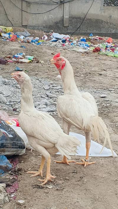 Aseel Heera White Pair (Murga + Murgi) For Sale