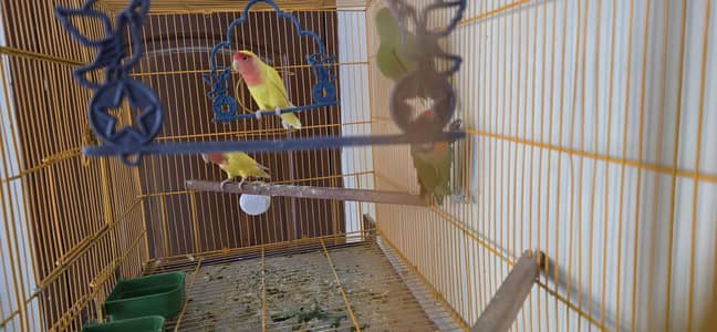 Two Pairs of Lovebirds
