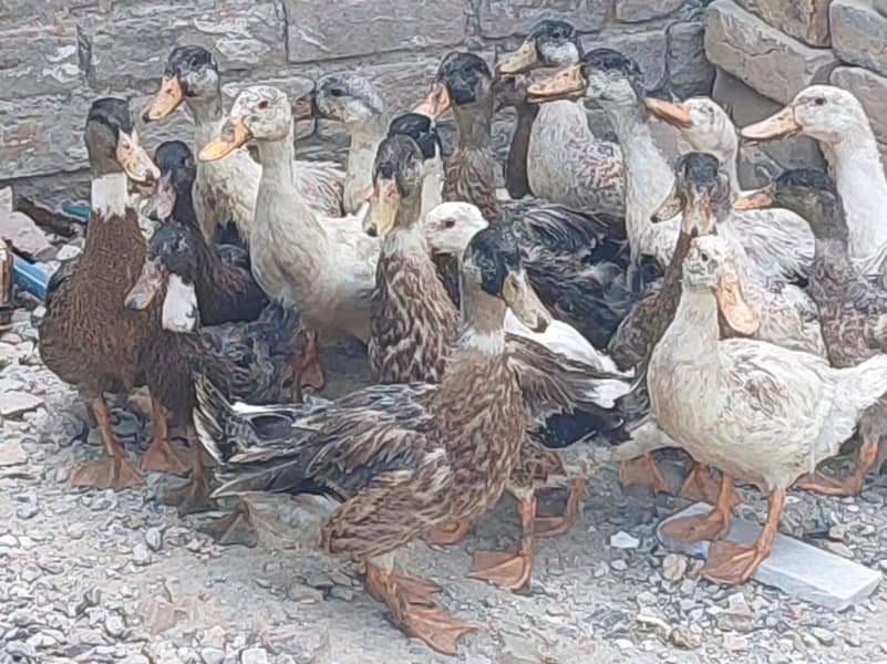 ducks 0