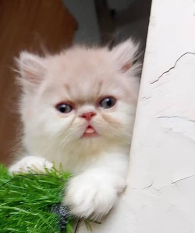 peke Female kitten