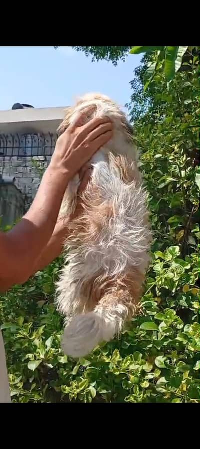 shitzu adult female ready to first breed