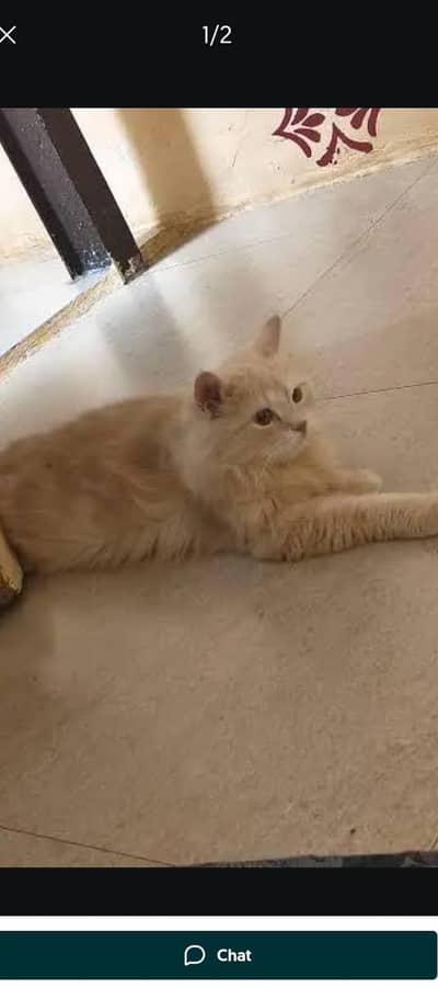 breeder female for sale 03048081621 what's app number