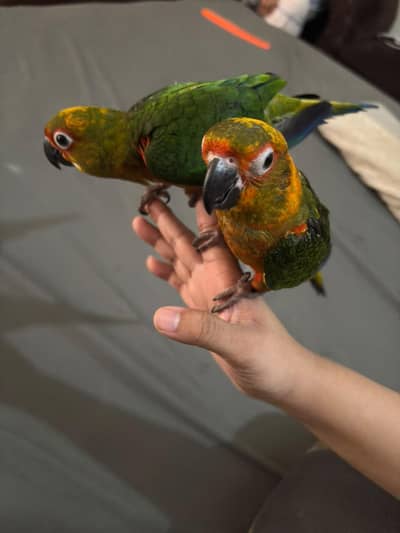 I wanna sell my sun conure male and female baby parrots. . .