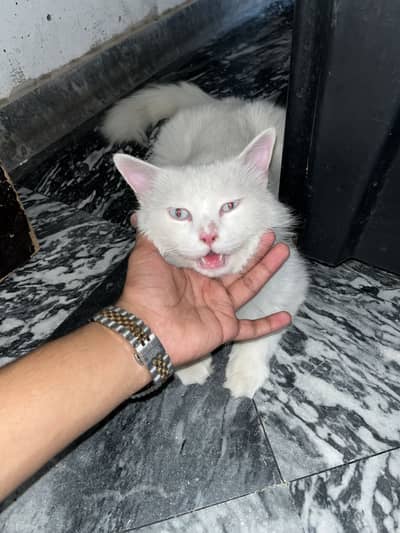 Persian cat