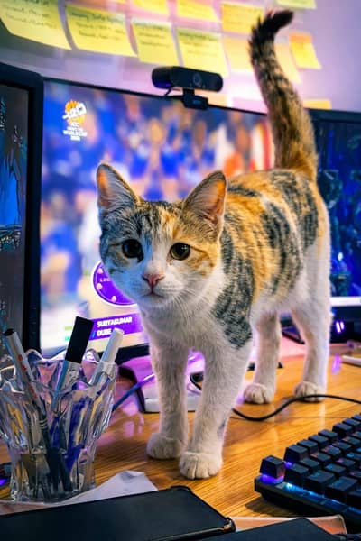 Homely Stray cat Mother was adopted in 2025 and she have 4 small cats