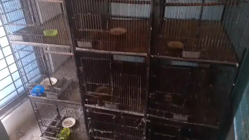 parrots cage 4 cages available for sale all ok good CONDITION