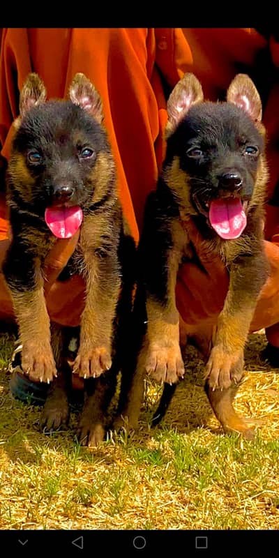 German Shepherd two month for sale