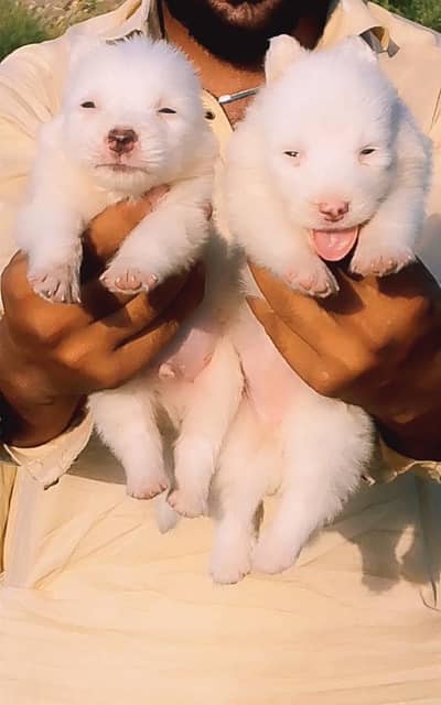 German Shepherd longcoat pair for sale