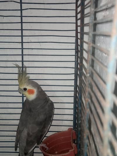 urgent for sale