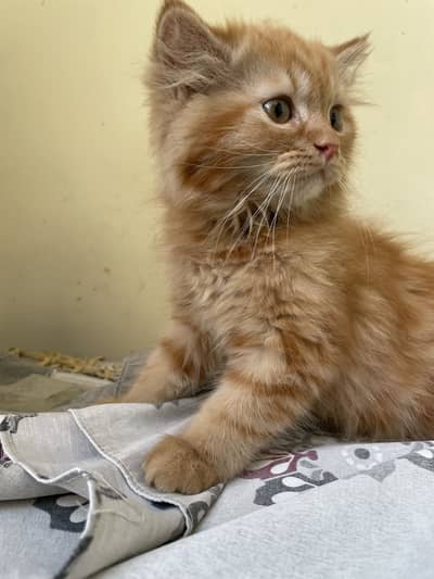 Persian cat couple