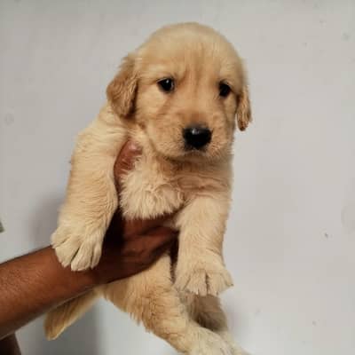 Golden retriever |retriever puppies |Golden retriever puppies for sale